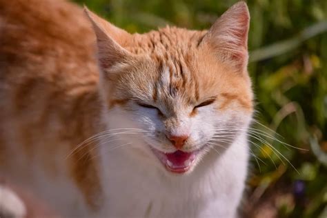 9 Warning Signs of an Unhappy Cat: Lethargy, Spraying ...