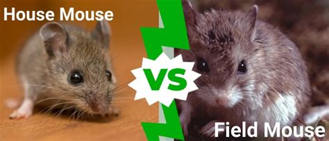 Field Mouse Vs House Mouse Whats The Difference A Z Animals