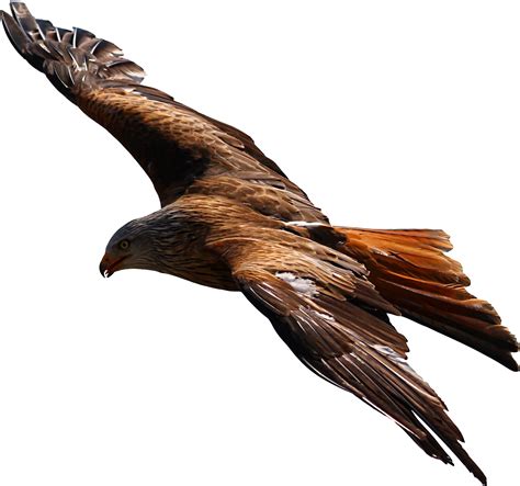 Eagle Flying Transparent Background Png Png Arts