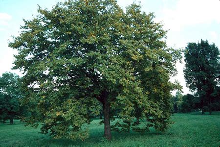 Have seeds, berries or nuts. Underappreciated Native Shade Trees - University of ...