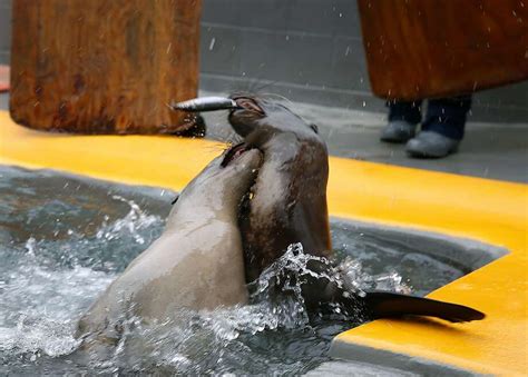 Marine Mammal Center Responding To Outbreak Of Leptospirosis In Sea Lions Sfgate