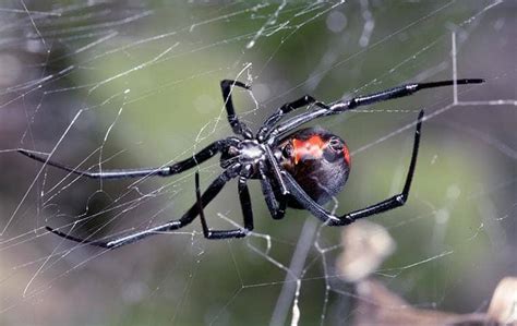 Learn About Black Widow Spider Prevention In Ca Pro Active Pest Control