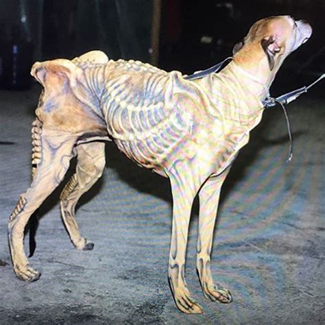 The Real Dog Alien Alecgillis Tomwoodruffjr Thestudioadi Tested