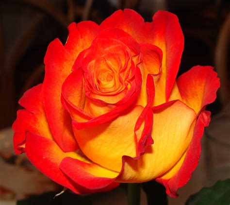 Maybe you would like to learn more about one of these? Orange and yellow rose at Troy's Greek restaurant | Seen ...