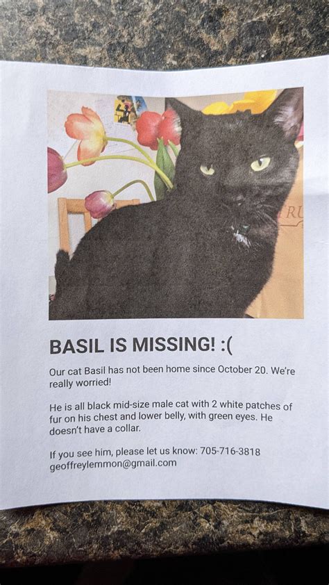 Friends Cat Missing In Centretown Please Keep An Eye Out Rottawa