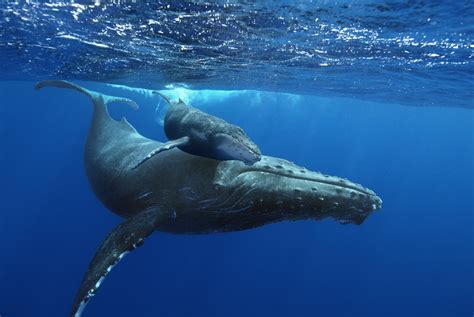 Humpback Whales Up Close At Victoria Imax Traveling Islanders