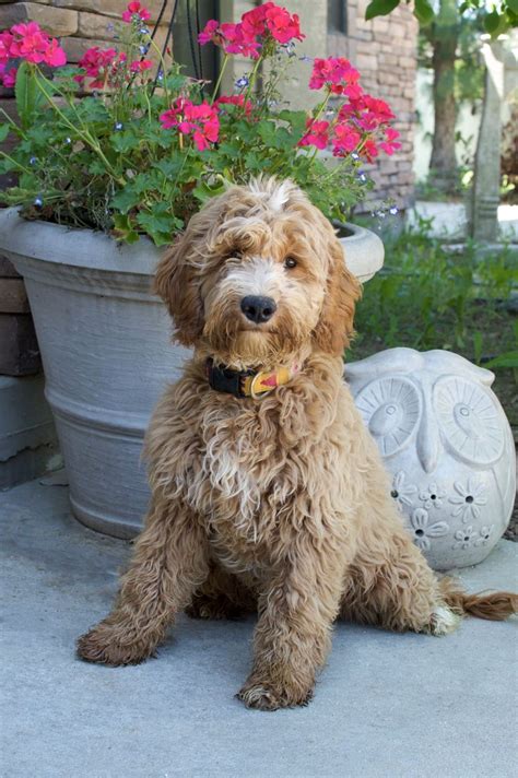 We will be realistic in assessing your current. Image result for full grown miniature goldendoodle ...