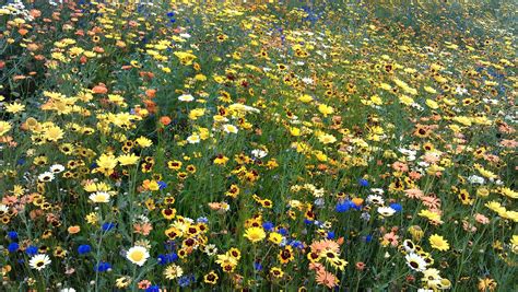 Wild Flower Meadows At The Olympic Site Garden Design London