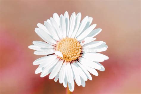 Daisy Flower With Shallow Focus Stock Photo Image Of Greeting Focus