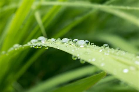 Free Images : water, nature, drop, dew, lawn, meadow, leaf, flower ...