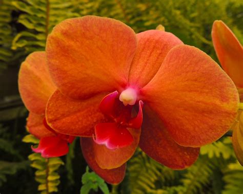 Tuhansia uusia ja laadukkaita kuvia joka päivä. Tamarindo, Costa Rica Daily Photo: Orange Orchid