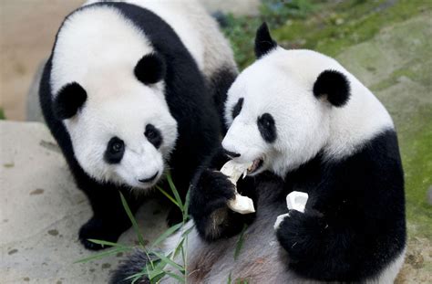 Zoo In Kuala Lumpur Panda Familie Feiert Geburtstag Panorama