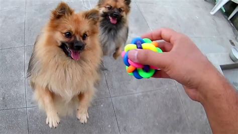 Pomeranians Playing With New Ball Pomeranian Playing With Ball