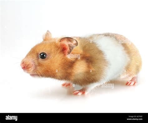 Golden Hamster Mesocricetus Auratus Standing Stock Photo Alamy