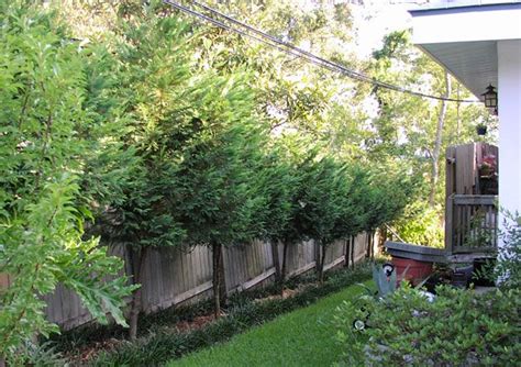 Leyland Cypress Fast Growing Trees Growing Tree Trees To Plant