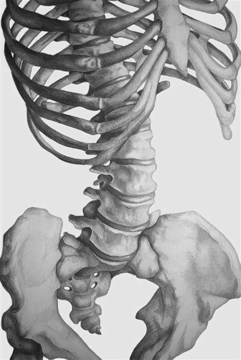 A Life Size Graphite Rendering Of The Human Skeletal Torso Anatomy