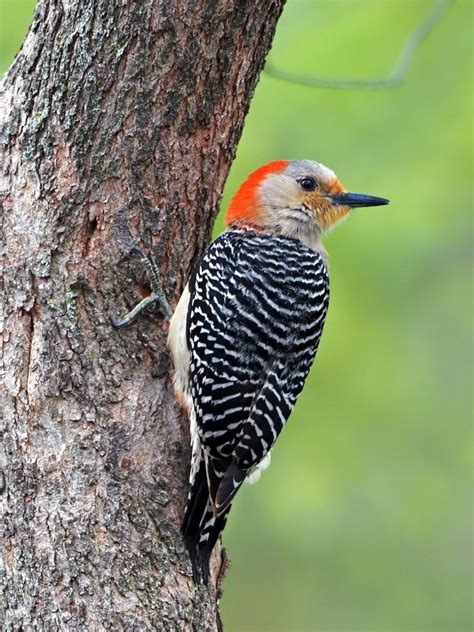 Red-bellied Woodpecker - FeederWatch