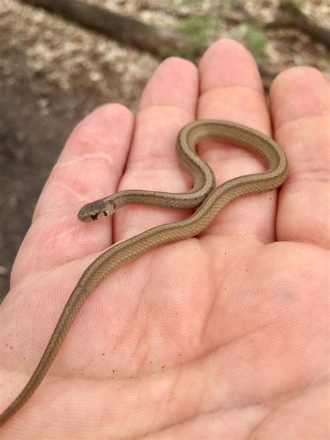 Your brown tan snake coiled stock images are ready. A Quick Guide to All 18 Species of Michigan Snakes