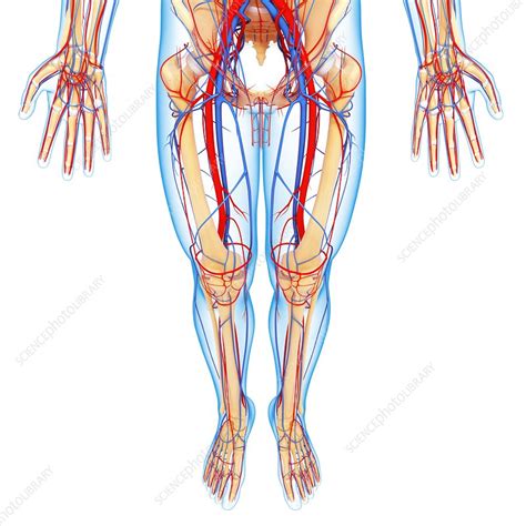 Home / male body reference. Lower body anatomy, artwork - Stock Image - F006/0935 ...