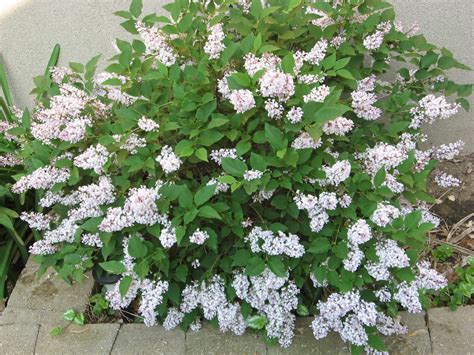 The miss kim lilac shrub is somewhat larger in size than the palibin lilac variety. A. J. Rahn Greenhouses: Miss Kim Lilac