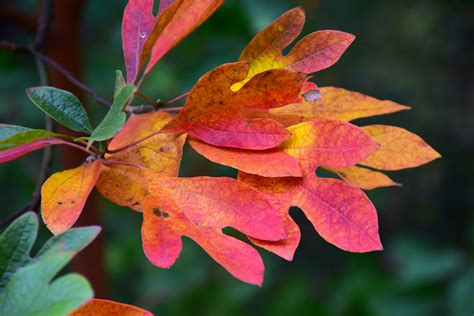 Sassafras sassafras albidum is nutrient dense herb support for immunity, prevent cancer, sooth menstrual pain, skin health and boost dental health. Sassafras (Sassafras albidum) in Iowa City Cedar Rapids ...
