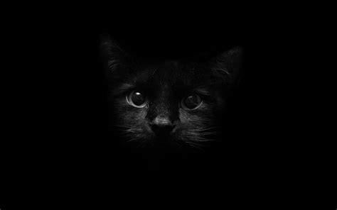 5 Black Cat For Computer Cute Black Cats Hd Wallpaper Pxfuel