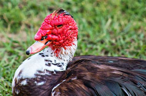 A Breath Of Nature Muscovy Ducks