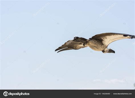 Vulture Flight Show ⬇ Stock Photo Image By © Dkaubo 194206480