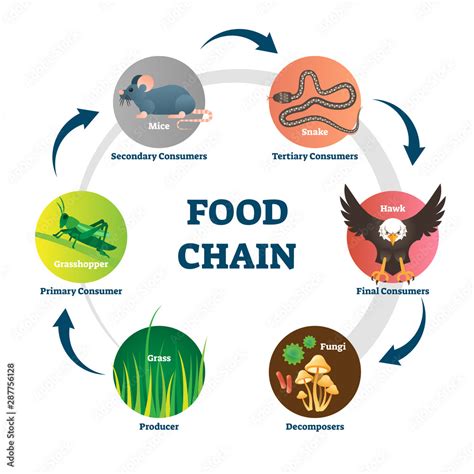 Food Chain Vector Illustration Labeled Nature Eating Model Circle