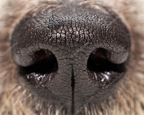 Dog Nose Texture Dog Nose Texture — Stock Photo © Adogslifephoto