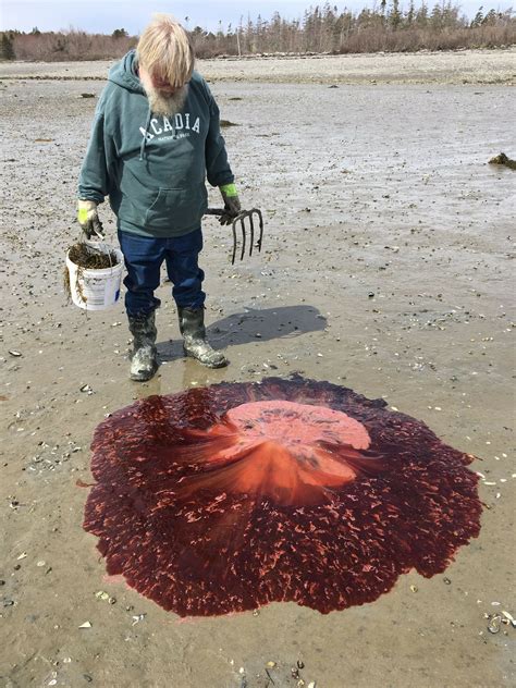 Summer Of Blob Maine Sees More Big Stinging Jellyfish Ap News