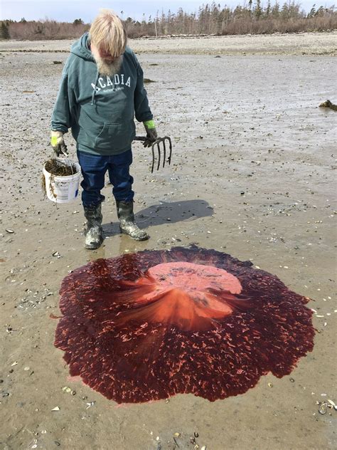Australia 1300 226 639 international Summer of Blob: Maine sees more big, stinging jellyfish