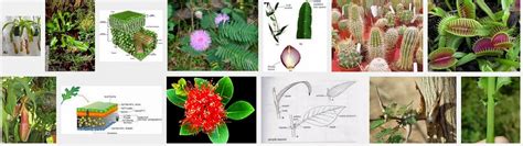 Sejarah Biologi Modifikasi Daun Tumbuhan Dan Fungsinya