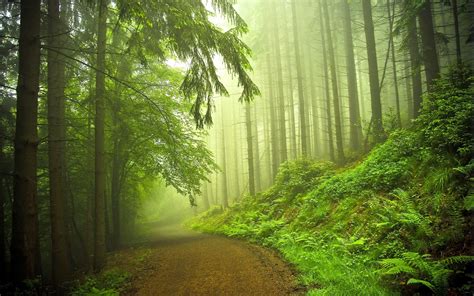 🔥 Download Early Morning Forest Fog Natural Hd Wallpaper New By