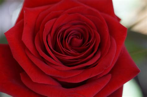 1920x1080 Wallpaper Red Rose Flower Peakpx