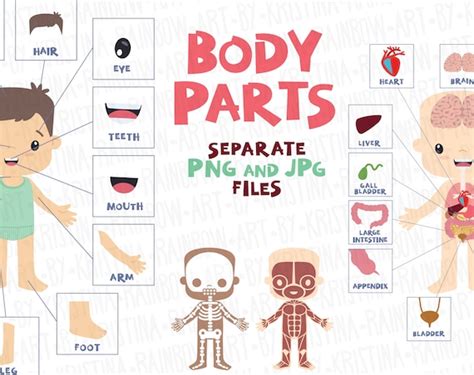 Body Parts Clip Art Visual Scheme Illustration Internal Etsy