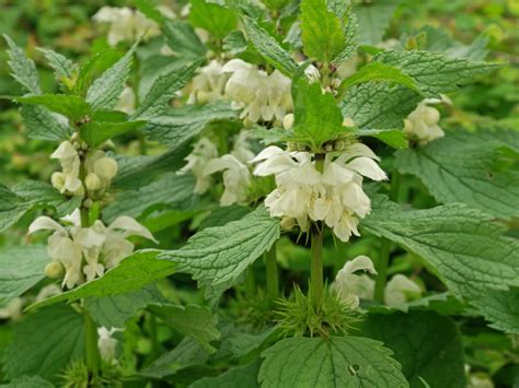 Plant cell family photo album. Lamium album (White Dead Nettle) | World of Flowering Plants