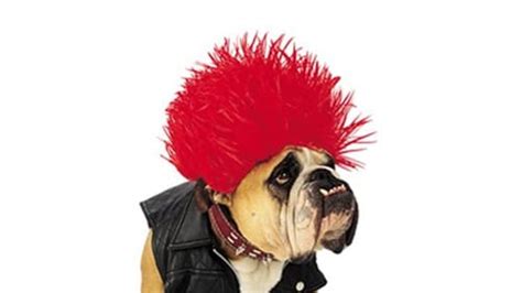 Most Popular Pet Halloween Costumes For 2011 Photos