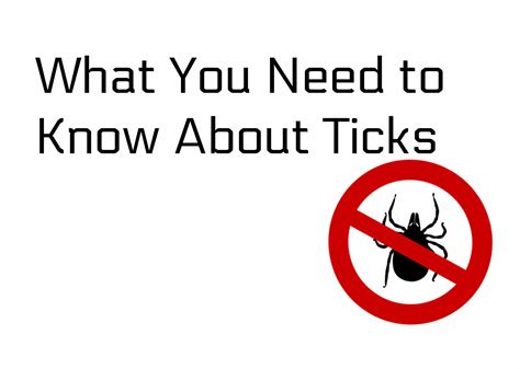 What You Need To Know About Ticks Lyme Disease Awareness Month
