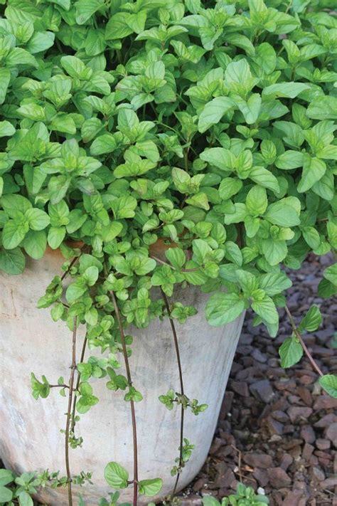 20 Types Of Mint You Should Grow At Least 1nce Plants Container