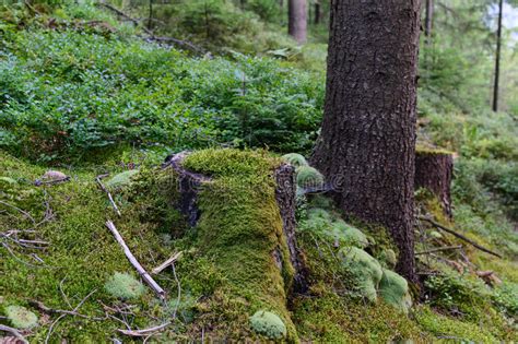 Old Tree Stump Covered With Moss In The Forest Stock Image Image Of