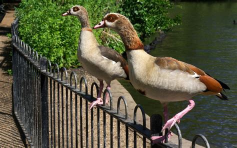 Two Egyptian Geese On A Fence In Peckham Rye Park In London