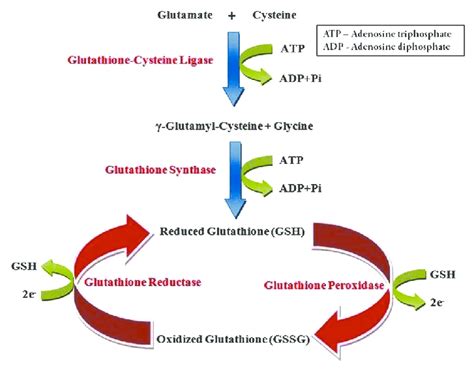 The Glutathione Redox Cycle Demonstrating The Inter Conversion Of
