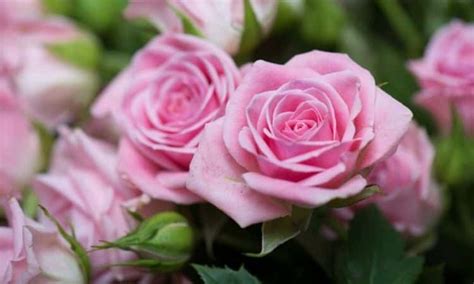Pink Roses The 15 Most Beautiful Rose Varieties