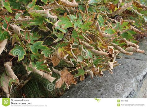 Leaves Beginning To Turn On Hedgerow Stock Photo Image Of Turn