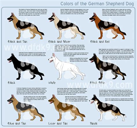 65 Best Images About Gsd Types On Pinterest Coats German Shepherd