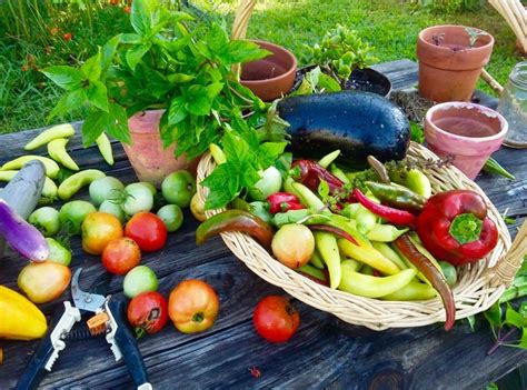 Hydroponics is a method of growing vegetables and other plants in water without soil and so, why would you want to take advantage of growing a garden vertically, instead of in a traditional garden vertical gardening enables you to grow veggies without ever bending or getting on your knees again. 62 Vegetables & Fruit You Can Grow Without A Garden In ...