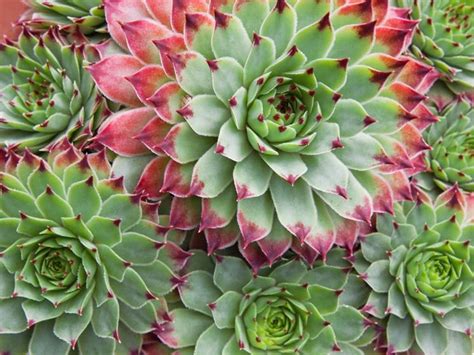 Maybe you would like to learn more about one of these? Piante grasse e succulente - Piante Grasse - Varietà di ...