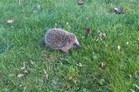 Die meisten von ihnen sind vom aussterben bedroht. Junger Igel im Garten Ende Dezember 2013 Foto & Bild ...