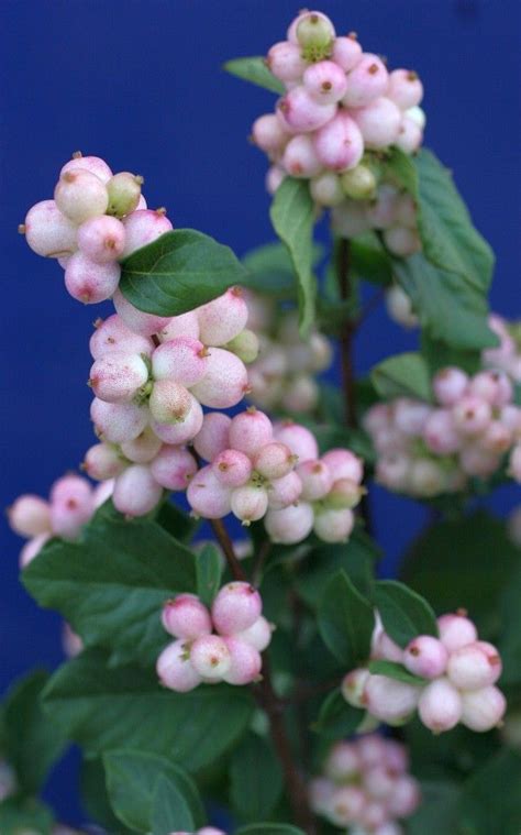 Symphoricarpos Doornsbosii Magical Melody Ppaf Plants Nouveau